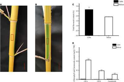 Metabolic Profiling and Transcriptome Analysis Reveal the Key Role of Flavonoids in Internode Coloration of Phyllostachys violascens cv. Viridisulcata